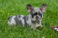 Knox 💙, a male French Bulldog for sale in Fresno, OH – 3 of 10