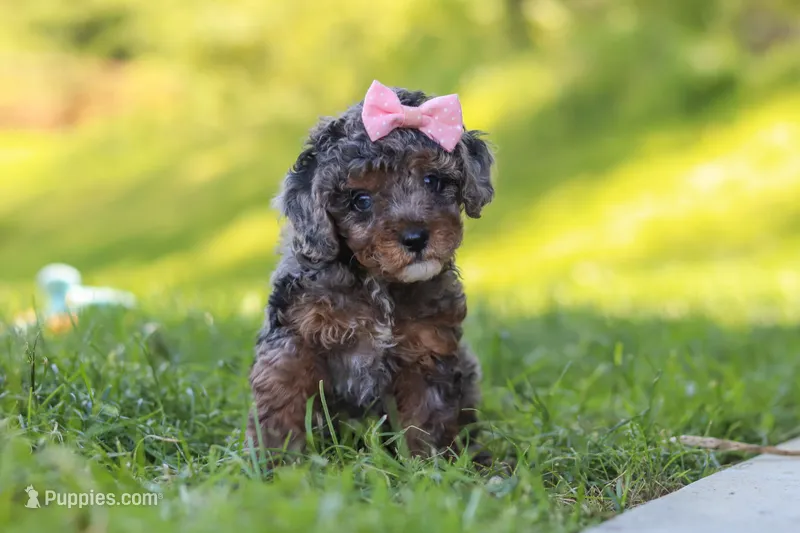 Lexi – Poodle - Miniature  puppy for sale in Fresno, OH
