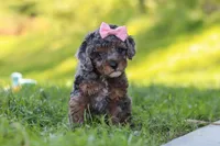 Lexi, a female Poodle - Miniature  for sale in Fresno, OH – 1 of 10