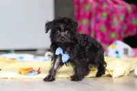 Ricky, a male Yorkipoo for sale in Fresno, OH – 5 of 6
