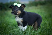 Lando ✨, a female Miniature Aussiedoodle for sale in Fresno, OH – 6 of 8
