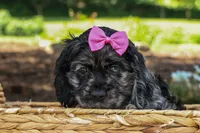 Bella 🐶💗, a female Cocker Spaniel for sale in Fresno, OH – 2 of 9