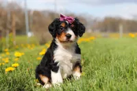 Taylor, a female Miniature Bernedoodle for sale in Fresno, OH – Photo 1 of 5