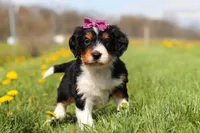 Taylor, a female Miniature Bernedoodle for sale in Fresno, OH – Photo 3 of 5