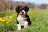 Taylor, a female Miniature Bernedoodle for sale in Fresno, OH – Photo 5 of 5