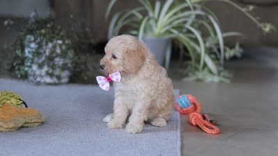 Fiona, a female Poodle - Miniature  for sale in Fresno, OH – 6 of 6
