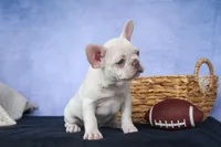 💕Jasmine, a female French Bulldog for sale in Fresno, OH – 7 of 10