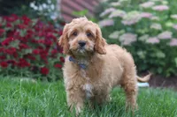 Clyde, a male Cavapoo for sale in Fresno, OH – 5 of 6