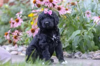 Mia, a female Newfypoo for sale in Fresno, OH – 2 of 7