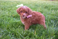 Dahlia 🐶, a female Poodle - Miniature  for sale in Fresno, OH – 3 of 10