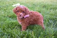 Dahlia 🐶, a female Poodle - Miniature  for sale in Fresno, OH – 4 of 10