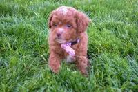 Dahlia 🐶, a female Poodle - Miniature  for sale in Fresno, OH – 9 of 10