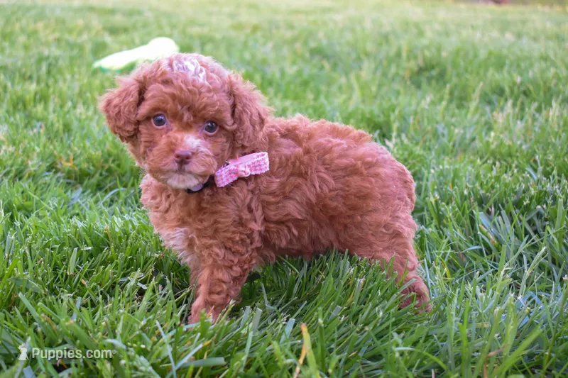 Dahlia 🐶 – Poodle - Miniature  puppy for sale in Fresno, OH