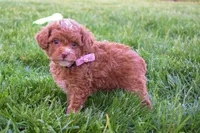 Dahlia 🐶, a female Poodle - Miniature  for sale in Fresno, OH – 1 of 10