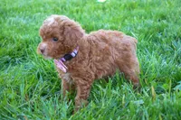 Dahlia 🐶, a female Poodle - Miniature  for sale in Fresno, OH – 5 of 10