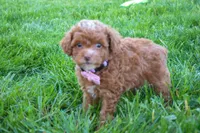 Dahlia 🐶, a female Poodle - Miniature  for sale in Fresno, OH – 6 of 10