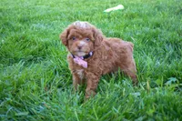 Dahlia 🐶, a female Poodle - Miniature  for sale in Fresno, OH – 8 of 10