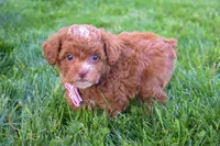 Dahlia 🐶, a female Poodle - Miniature  for sale in Fresno, OH – 10 of 10