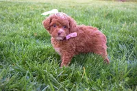 Dahlia 🐶, a female Poodle - Miniature  for sale in Fresno, OH – 2 of 10