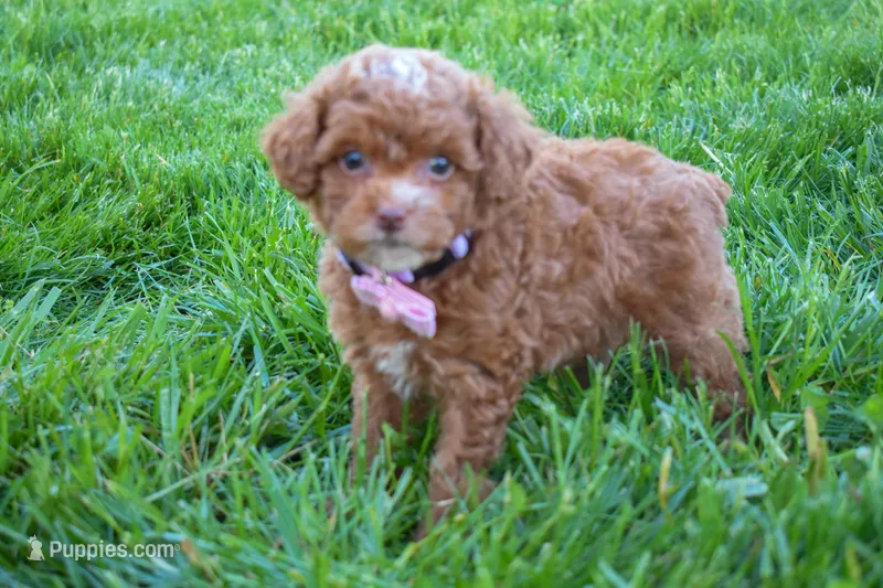 Dahlia 🐶 – Poodle - Miniature  puppy for sale in Fresno, OH