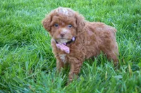 Dahlia 🐶, a female Poodle - Miniature  for sale in Fresno, OH – 7 of 10