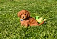 Kody 🐶💖, a male Bichpoo for sale in Fresno, OH – 5 of 10