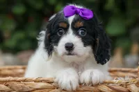  Priscilla, a female Cavapoo for sale in Fresno, OH – 4 of 9
