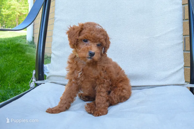 Denver 💕🐶 – Poodle - Miniature  puppy for sale in Fresno, OH