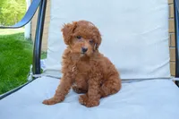 Denver 💕🐶, a male Poodle - Miniature  for sale in Fresno, OH – 2 of 7