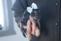 Rosebud (Runt of Litter), a male Poodle - Miniature  for sale in Fresno, OH – Photo 1 of 10