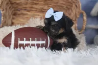 Rosebud (Runt of Litter), a male Poodle - Miniature  for sale in Fresno, OH – Photo 5 of 10