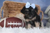 Rosebud (Runt of Litter), a male Poodle - Miniature  for sale in Fresno, OH – Photo 7 of 10
