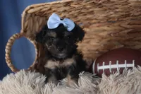 Rosebud (Runt of Litter), a male Poodle - Miniature  for sale in Fresno, OH – Photo 10 of 10