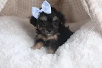 Rosebud (Runt of Litter), a male Poodle - Miniature  for sale in Fresno, OH – Photo 2 of 10