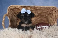 Rosebud (Runt of Litter), a male Poodle - Miniature  for sale in Fresno, OH – Photo 9 of 10