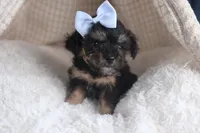 Rosebud (Runt of Litter), a male Poodle - Miniature  for sale in Fresno, OH – Photo 3 of 10