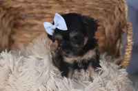 Rosebud (Runt of Litter), a male Poodle - Miniature  for sale in Fresno, OH – Photo 6 of 10