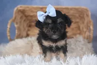 Rosebud (Runt of Litter), a male Poodle - Miniature  for sale in Fresno, OH – Photo 4 of 10