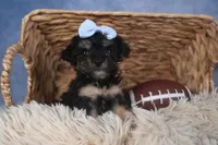 Rosebud (Runt of Litter), a male Poodle - Miniature  for sale in Fresno, OH – Photo 8 of 10