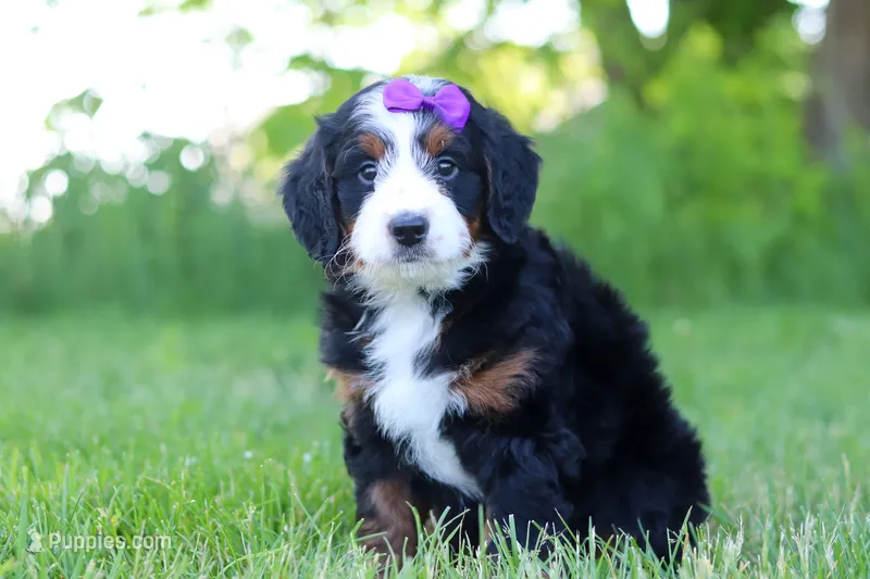 Ophelia – Miniature Bernedoodle puppy for sale in Fresno, OH