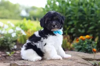 Joey, a male Havapoo for sale in Fresno, OH – 7 of 8