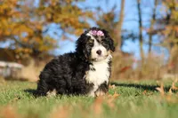 Hazel, a female Miniature Bernedoodle for sale in Fresno, OH – 4 of 6