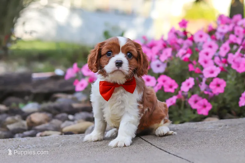 Logan – Cavalier King Charles Spaniel puppy for sale in Fresno, OH