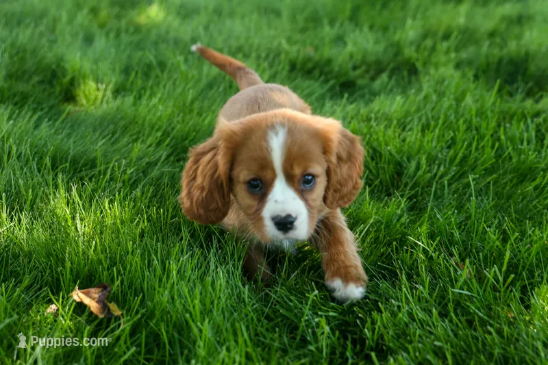 Frankie 🐶 – Cavalier King Charles Spaniel puppy for sale in Fresno, OH