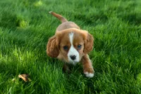 Frankie 🐶, a male Cavalier King Charles Spaniel for sale in Fresno, OH – 1 of 9
