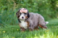 Dixie, a female Miniature Bernedoodle for sale in Fresno, OH – 2 of 6