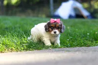 Everest, a female Cavapoo for sale in Fresno, OH – 3 of 8