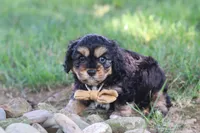 Logan, a male Cavapoo for sale in Fresno, OH – 7 of 10