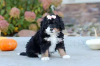 Marshmallow, a female Miniature Bernedoodle for sale in Fresno, OH – 5 of 6