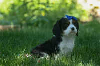 Dotson 🐾, a male Cavalier King Charles Spaniel for sale in Fresno, OH – 8 of 10